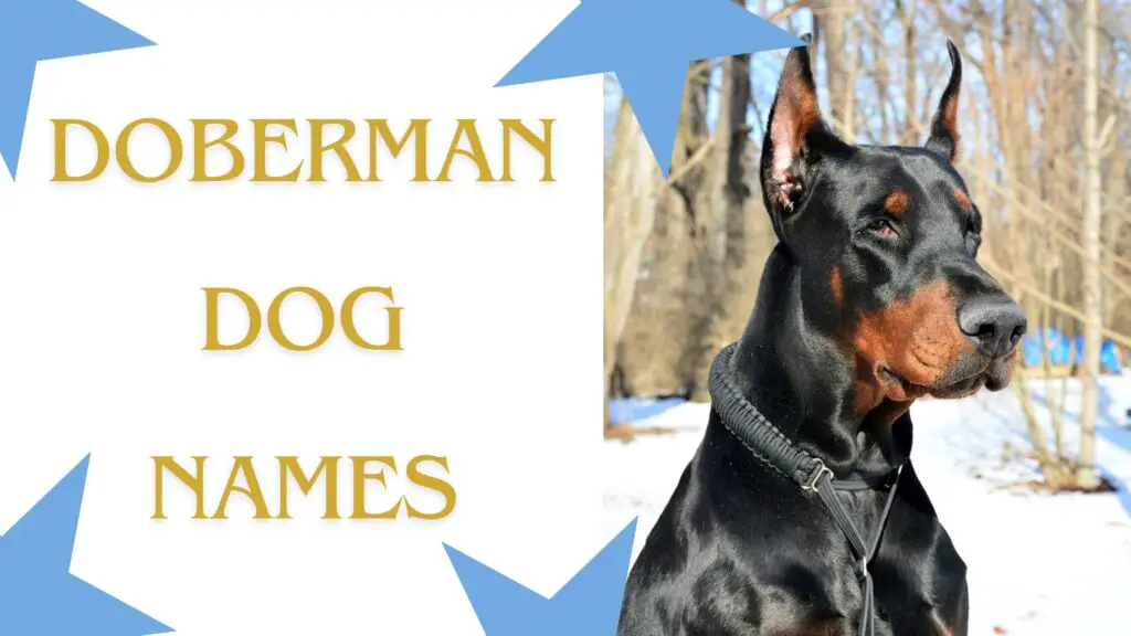 Best Doberman Dog Names