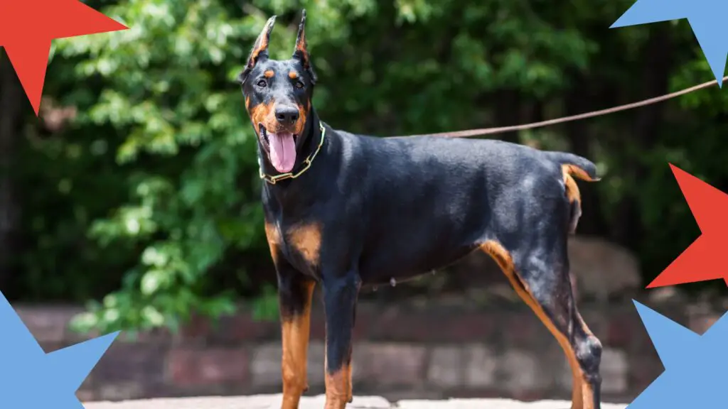 Best Doberman Dog Names